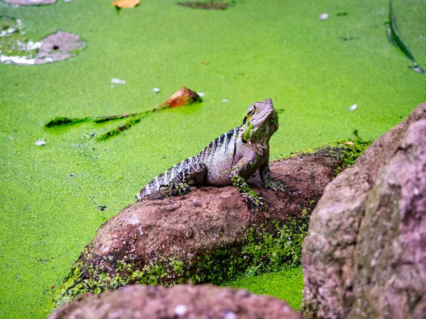 Iguana posing in the sun on a stone in a Brisbane park