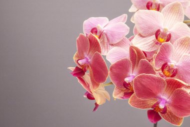 Pembe orkide çiçeği