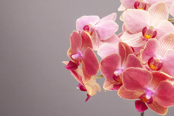 Pembe orkide çiçeği