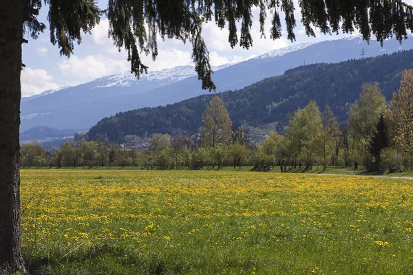Bir ağaç tarafından çerçeveli bir karahindiba çayır