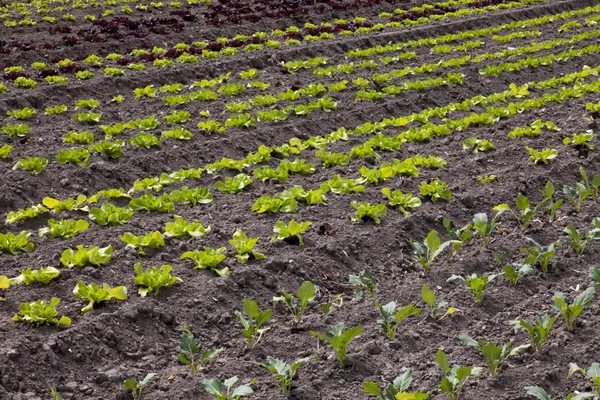 Growing lettuce — Stock Photo, Image