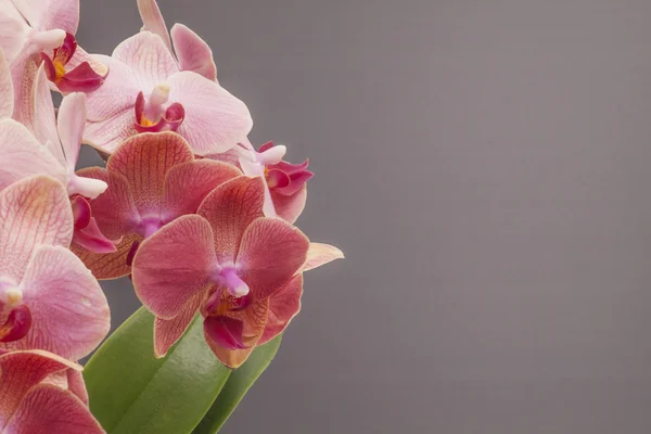 Pembe orkide çiçeği yeşil yapraklar