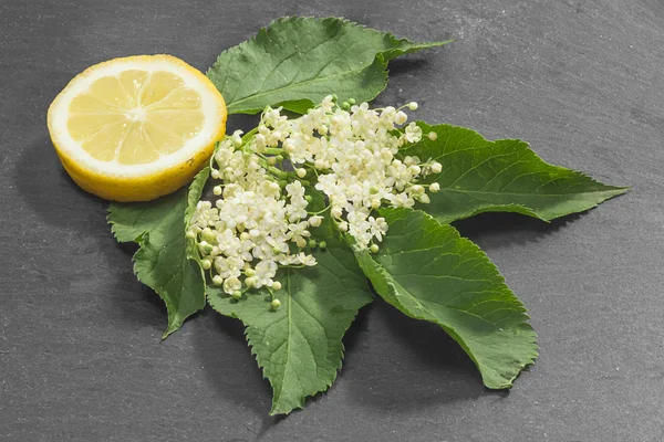Elderflowers, yapraklar ve Antrasit arka plan üzerine dilimlenmiş limon