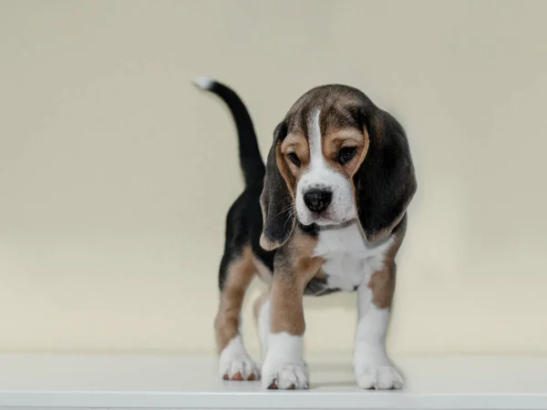 Küçük sevimli köpek yavrusu yukarı bakıyor