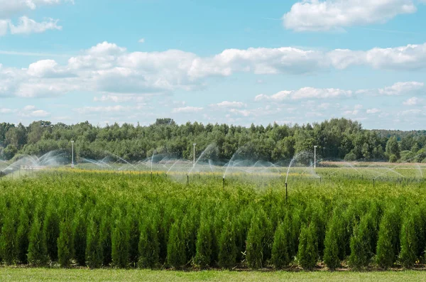 Sulayan katil çocuk odasında büyüyor.