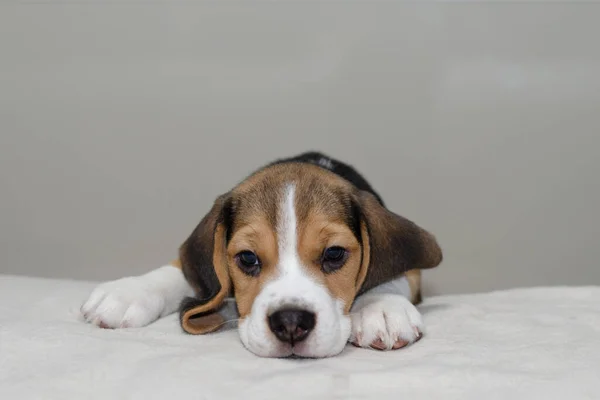 Küçük sevimli köpek yavrusu yukarı bakıyor