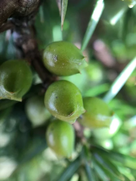 Ağaçta yetişen ardıç meyvelerinin yakın çekimi. Dışarıda yeşil böğürtlen yetişen ardıç dalı. Yumuşak odak