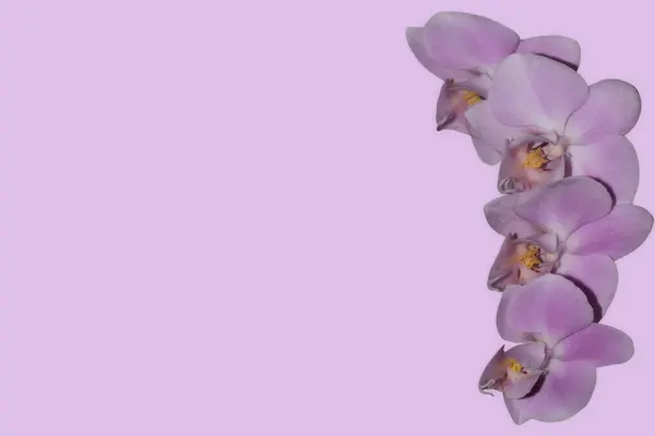 Güzel beyaz falaenopsis orkide çiçekleri Pastel pembe arkaplan manzarası düz yatıyordu