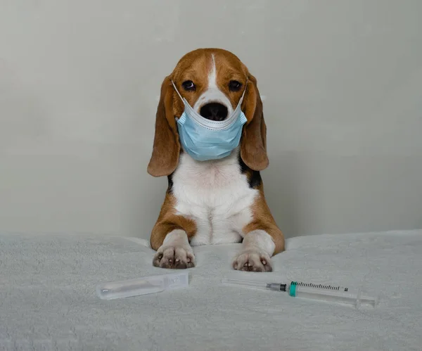 Maskeli av köpeği yakın görüş.