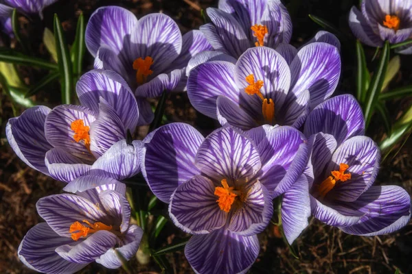 Crocus çiçekleri çok yakındır. Erken tomurcuk çiçeği. Yumuşak odak.