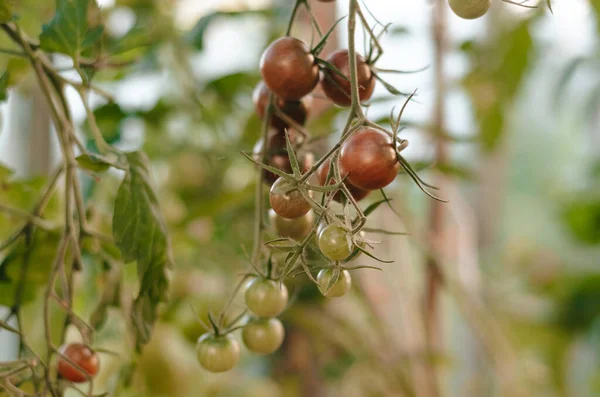 Taze domatesler ve henüz olgunlaşmamış domatesler bahçedeki bir domates ağacına asılmış.
