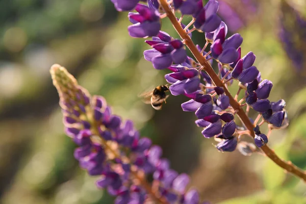 Tozlaşma. Arı uçar ve mor luptan nektar toplar. Bulanık arkaplan ile güzel resim.