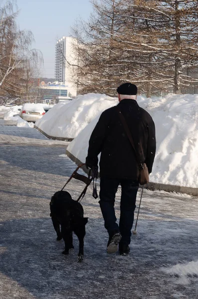 Guide dog helping blind man in park. soft focus