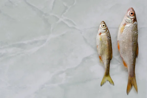 river fish roach lies on the table. background