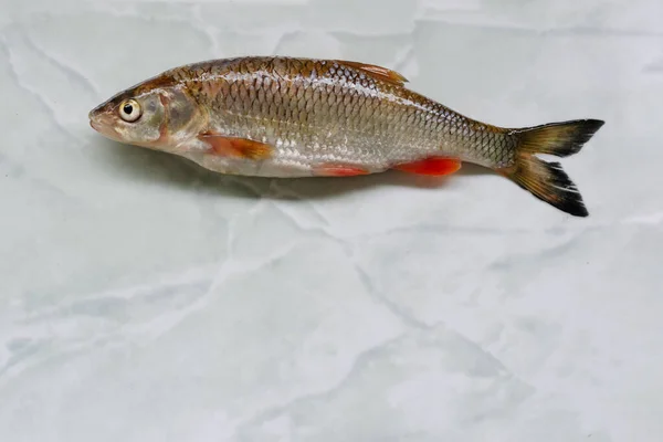 river fish roach lies on the table. background