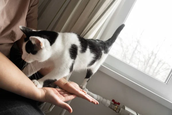 Ellerinden. Mutfakta vakit geçirirken kadının kucağında duran sevimli siyah beyaz kedi. Evcil hayvanlara bakmak, kedileri beslemek.