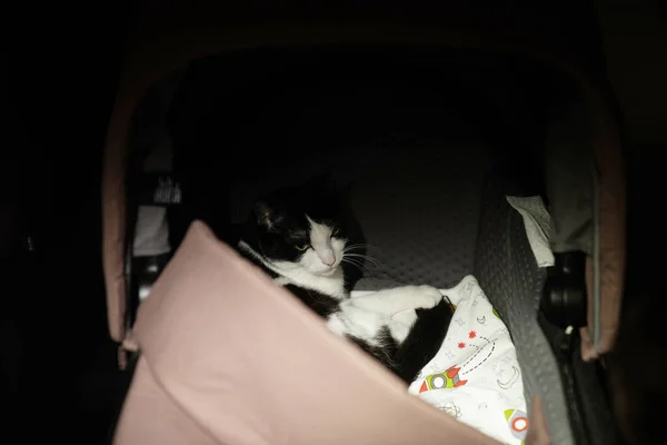 Kedi portresi. Siyah beyaz yetişkin kedinin yüzünü kapatın. Sandalyede yatan sevimli kedi. Evcil hayvanlara bakmak, kedileri beslemek. Evdeki kanepede oturan siyam kedisinin portresi. 