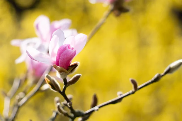 春にはマグノリアの花が終わります 高品質の写真 — ストック写真