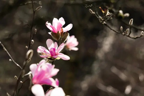 春にはマグノリアの花が終わります 高品質の写真 — ストック写真