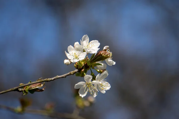 Valkoinen kirsikankukka keväällä sinisellä taivaalla taustalla — kuvapankkivalokuva