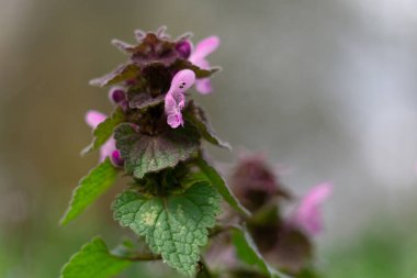 mor lamium ölü ısırgan otu çiçeği makro yakın çekim