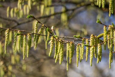 Birçok yeşil erkek kayın ağacı bir dalda çiçek açar. 