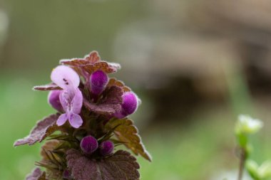 mor lamium ölü ısırgan otu çiçeği makro yakın çekim