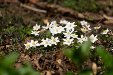 Bir sürü beyaz orman şakayığı çiçeği. Latince adı: Anemone nemorosa