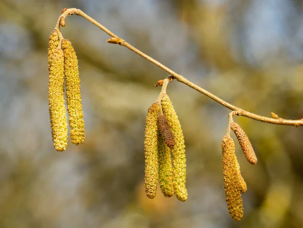 背景美容室ヘーゼルナッツの花黄色の春 — ストック写真