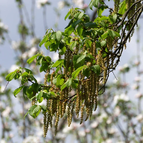 Manliga blommor av humle bok, Ostrya carpinifolia — Stockfoto