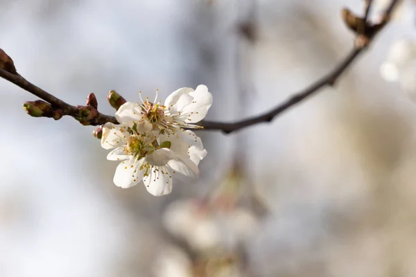 春に美しい白いリンゴの花 — ストック写真