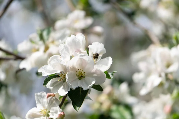 Bi på en vit äpple blomma makro närbild — Stockfoto