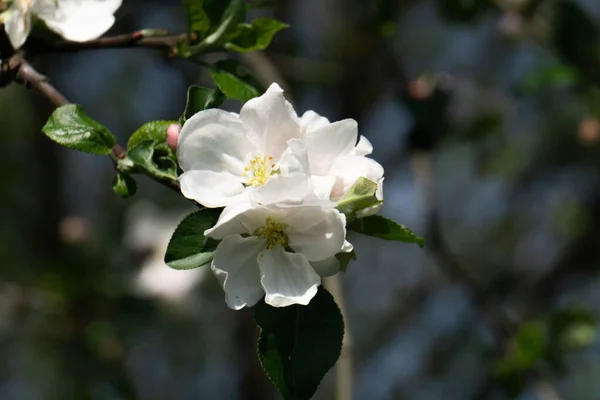 Vackra vita äppelblommor på våren — Stockfoto