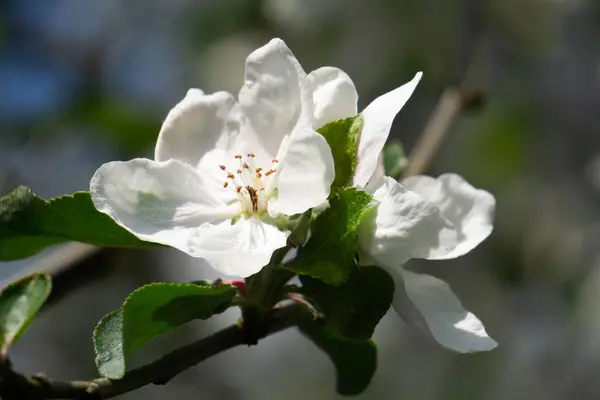 Vackra vita äppelblommor på våren — Stockfoto