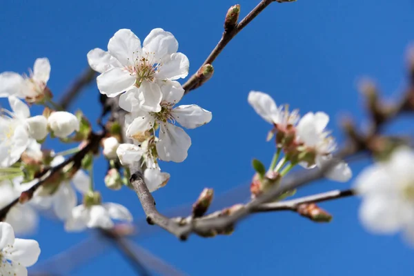 春に美しい白いリンゴの花 — ストック写真