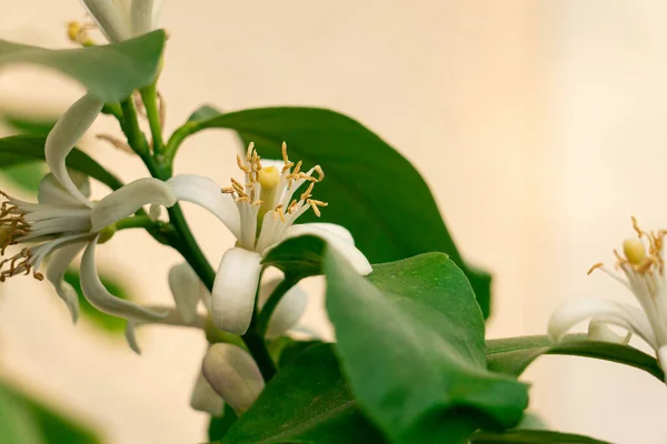 Vit blomma av citron eller lime frukt som växer i trädgården, frisk och vacker. — Stockfoto