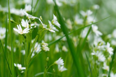 Çimenli yeşil çayırlarda bir sürü beyaz yıldız çayı çiçeği var.