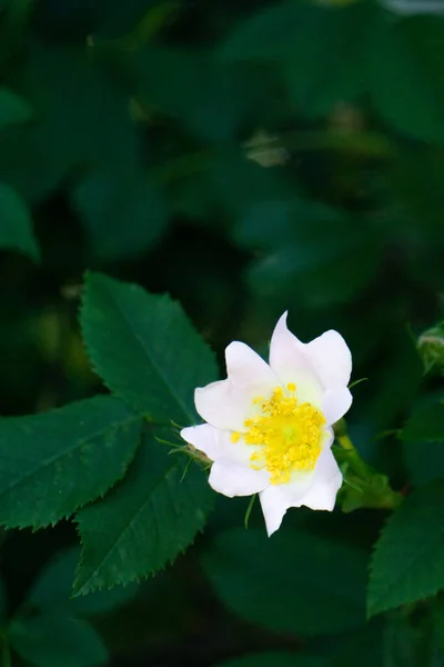 Kukat villi ruusu Rosa stylosa valkoisella taustalla — kuvapankkivalokuva