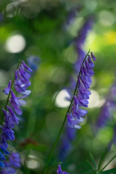 Schöne blühende Vicia tenuifolia aus nächster Nähe — Stockfoto