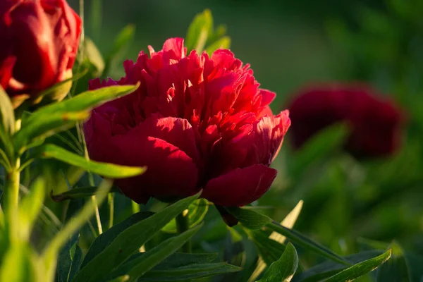 庭の青緑色の背景に赤い牡丹の花を咲かせる. — ストック写真