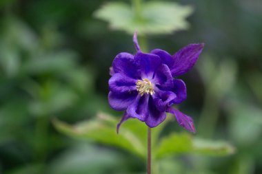 Aquilegia vulgaris. Avrupa sütunları, nineler yatmadan önce.