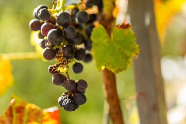 üzüm meyve yeme eşek arısı bir makro.