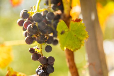 üzüm meyve yeme eşek arısı bir makro.