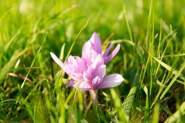  Bir grup güz gülü çiçeği çimlerin arasında Colchicum sonbaharı 