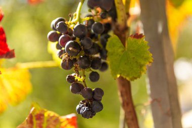 üzüm meyve yeme eşek arısı bir makro.