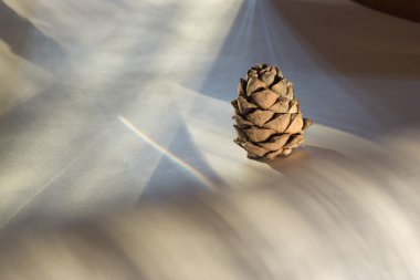 pinecones ve beyaz zemin üzerine fındık