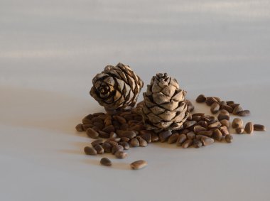 pinecones ve beyaz zemin üzerine fındık