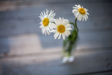 Masanın üzerinde bir vazoda üç papatyalar