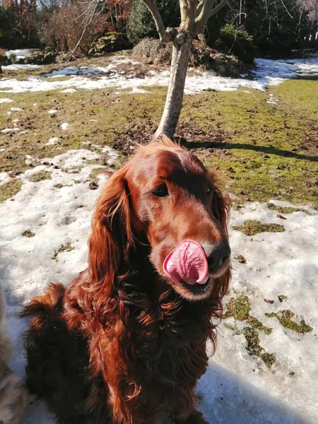 Elegant dog licks himself a snout. A beautifully shiny, reddish-brown, fiery Irish Setter sits on the remnants on snow and licks its snout with its large tongue. In the background are trees, shrubs and the sun.