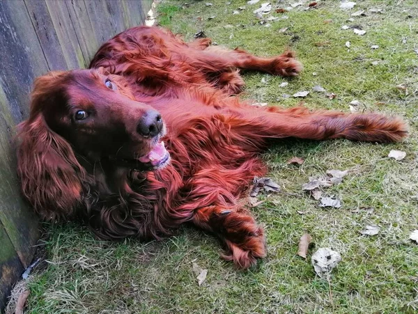 Comfort, peace, quiet, im\' resting. An Irish Setter is lying on the lawn leaing against a wooden fence and his big beautiful expressive eyes are looking straight into the camera.